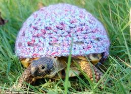 小乌龟成人穿搭视频,揭秘成人穿搭秘诀