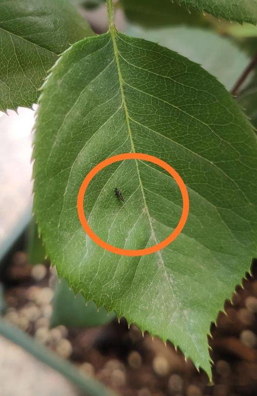 成人嫩芽视频下载,隐私与安全的双重挑战